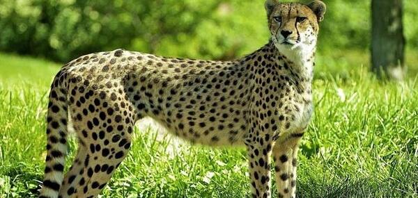 عکس های حیوانات