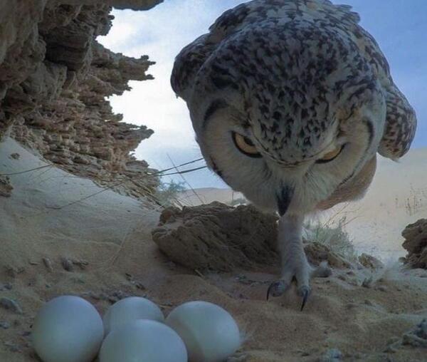 عکس جغد ها