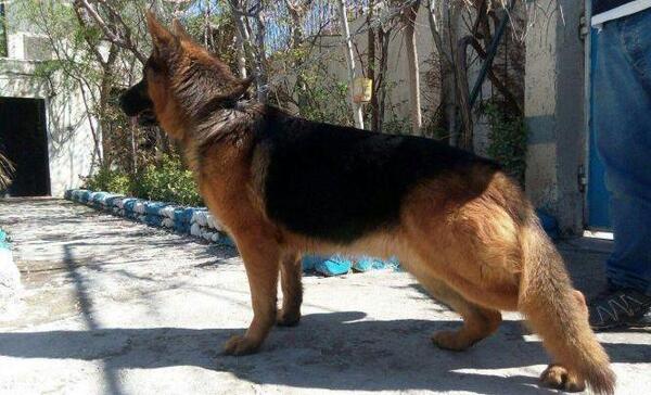 عکس سگ ژرمن چاق