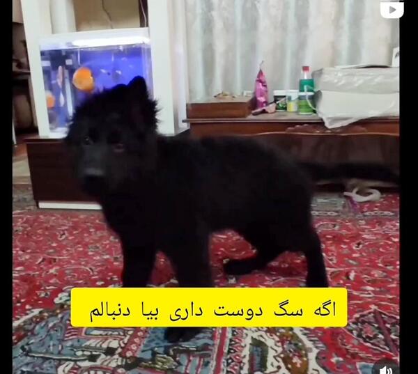 عکس سگ ژرمن چاق