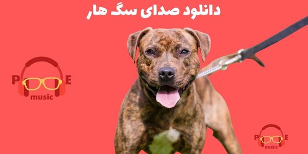عکس سگ ژرمن چاق