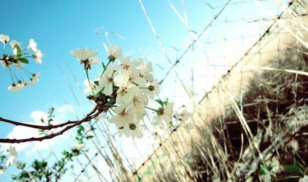 عکس های زیبای بهار