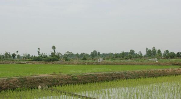 عکس شالیزار برنج