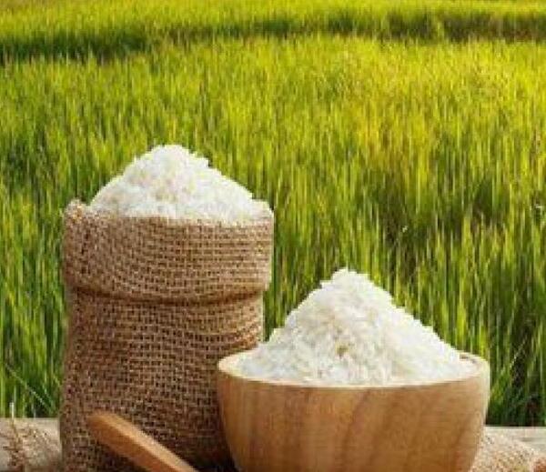 عکس شالیزار برنج