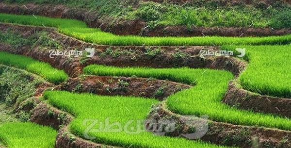 عکس شالیزار برنج