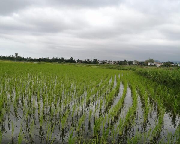 عکس شالیزار برنج