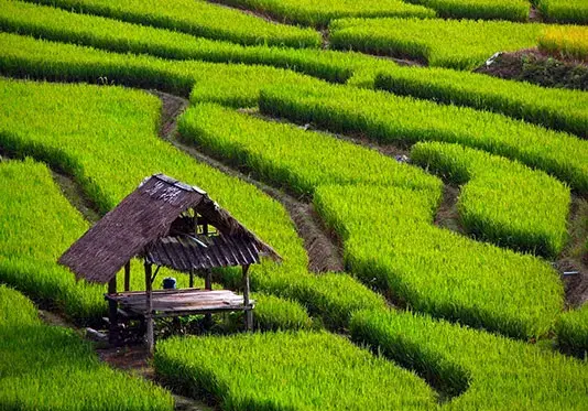 عکس شالیزار برنج