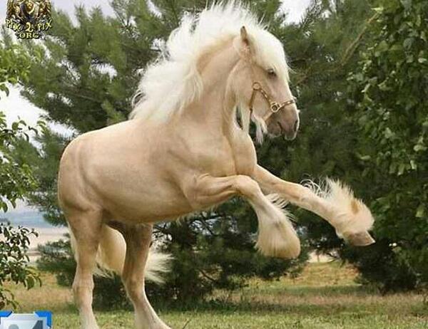 عکس کاغذ دیواری فیلی