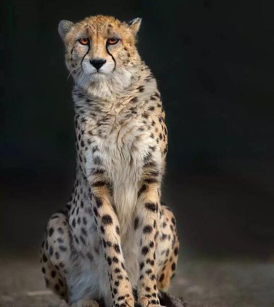 عکس اسکلت یوزپلنگ
