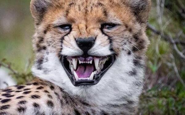 عکس اسکلت یوزپلنگ