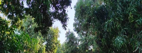 عکس حامد آزادی