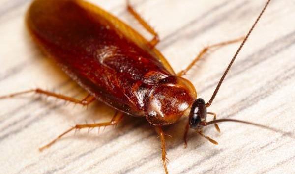 عکس سوسک چین