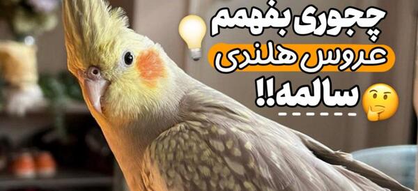 عکس عروس هلندی مریض