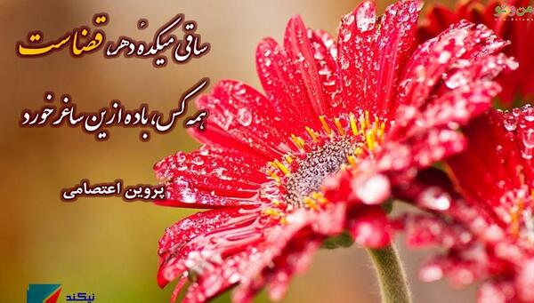 عکسهای پروین میکده