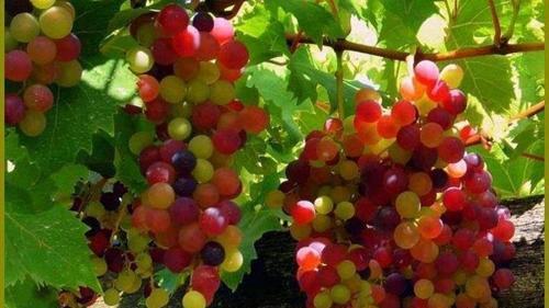 عکس نوروز افغانستان