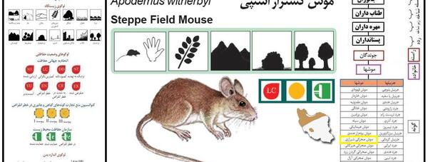 عکس موش صحرایی بزرگ