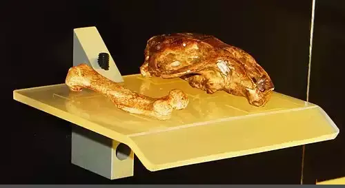 عکس موش صحرایی بزرگ