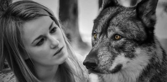 عکس گرگ سفید برای پروفایل