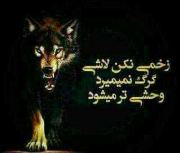 عکس گرگ وحشی برای تصویر زمینه