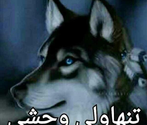 عکس گرگ وحشی برای تصویر زمینه