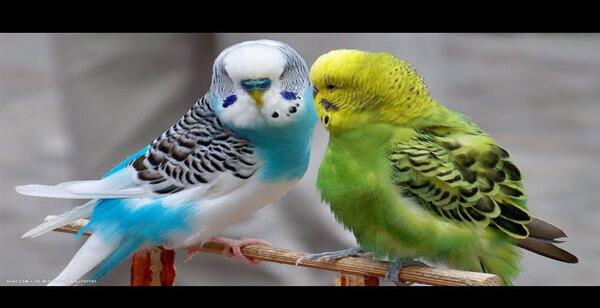 عکس صدای مرغ عشق