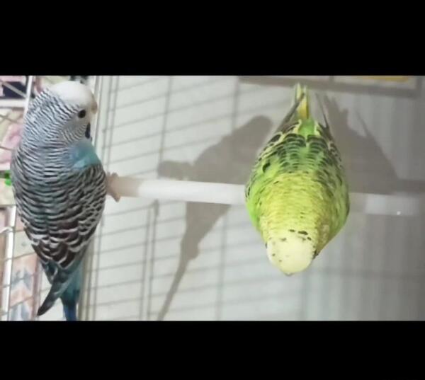 عکس صدای مرغ عشق