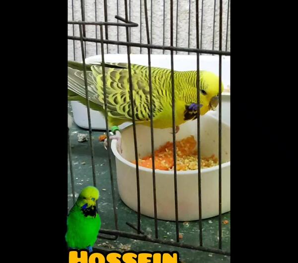 عکس صدای مرغ عشق