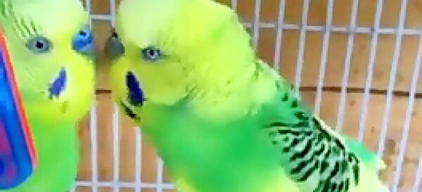 عکس صدای مرغ عشق