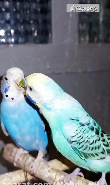 عکس صدای مرغ عشق