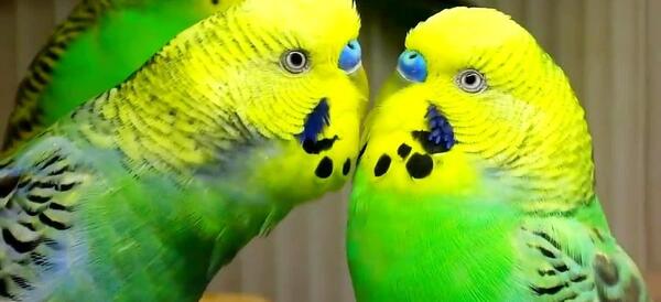 عکس صدای مرغ عشق
