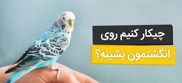 عکس صدای مرغ عشق
