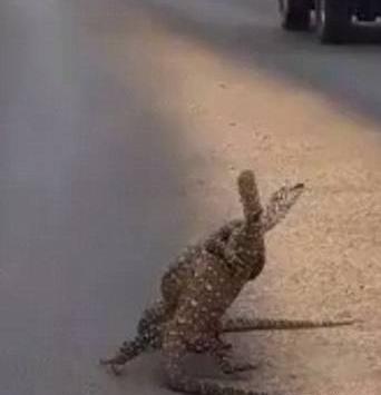 عکس مارمولک زشت