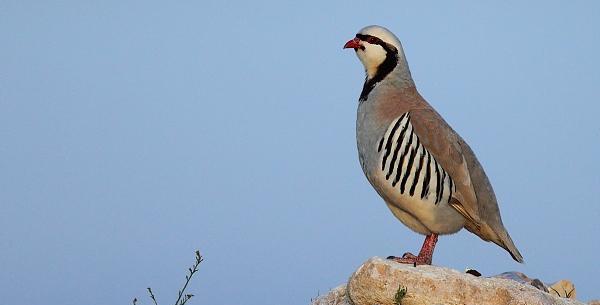 عکس گلزار ایذه