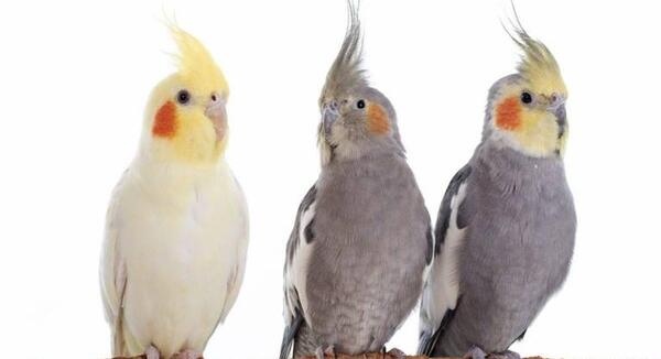 عکس عروس هلندی آپارات