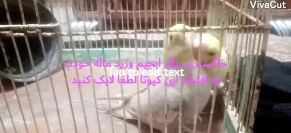 عکس عروس هلندی آپارات