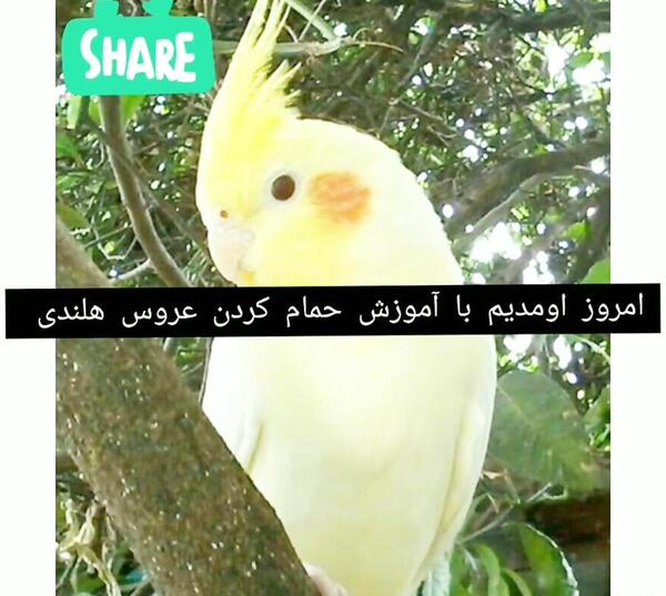 عکس عروس هلندی آپارات