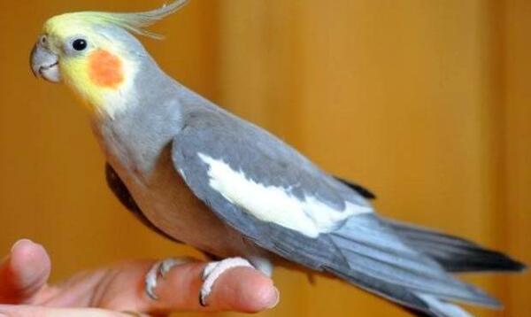 عکس عروس هلندی آپارات