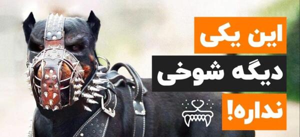 عکس سگ وحشی و ترسناک