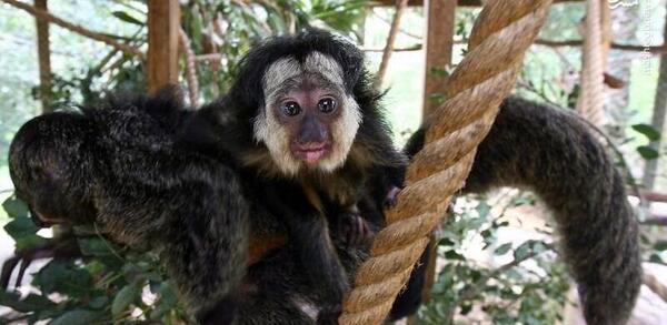 عکس میمون زرد