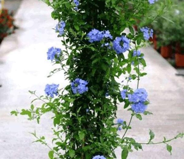 عکس گل یاس آبی