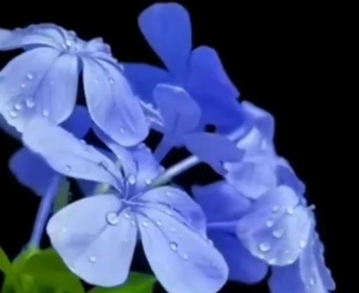 عکس گل یاس آبی