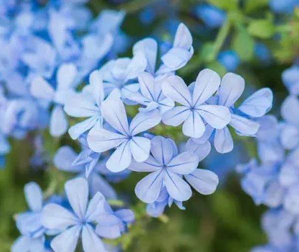عکس گل یاس آبی
