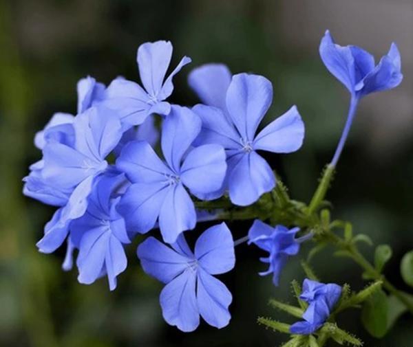 عکس گل یاس آبی