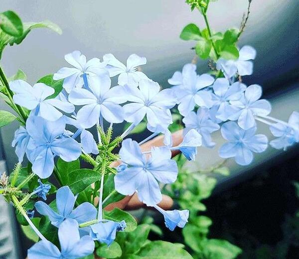 عکس گل یاس آبی