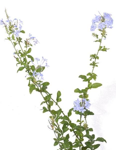 عکس گل یاس آبی