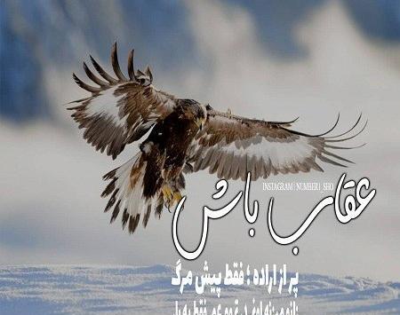 عکس عقاب جدید