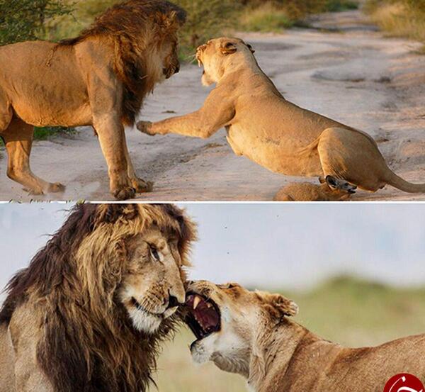 عکس شیر ماده