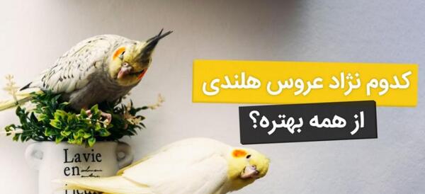 عکس عروس هلندی صدفی