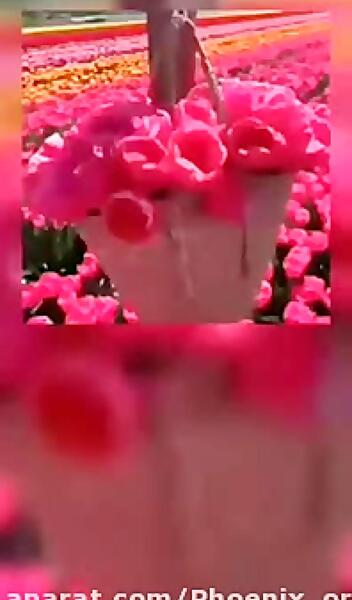 عکس نوشته سلام صبح بخیر برای پروفایل