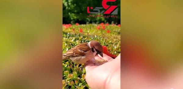 عکس نوشته سلام صبح بخیر برای پروفایل